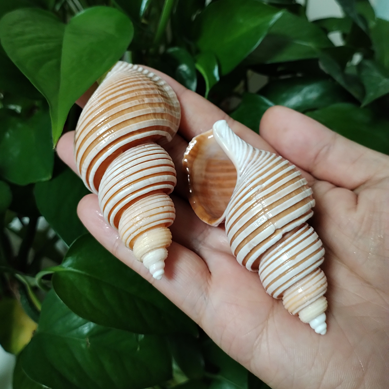 Large Vietnam Spindle Shell Aa - Home Decor Vietnam review and price