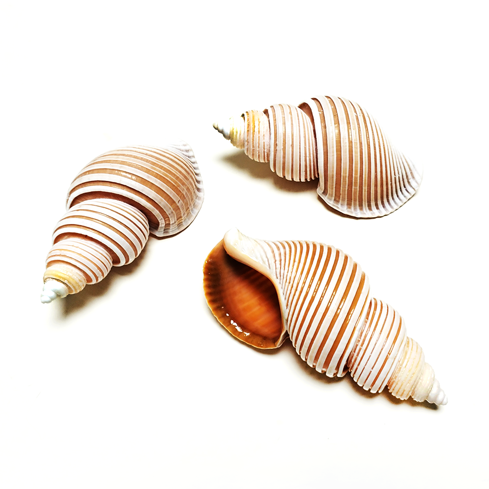 Large Vietnam Spindle Shell Aa - Home Decor Vietnam review and price