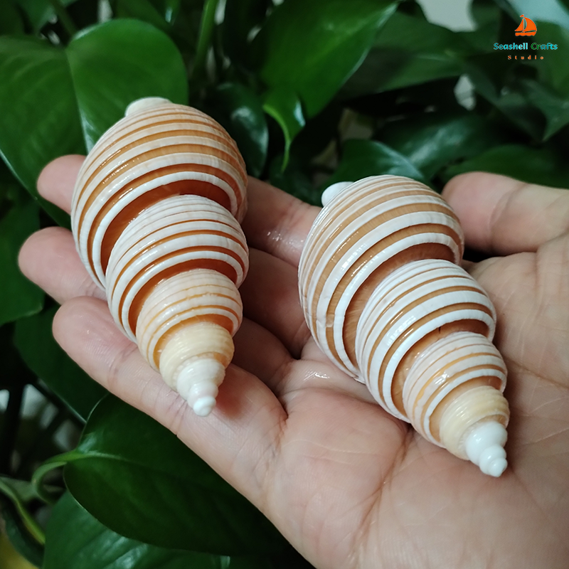 Large Vietnam Spindle Shell Aa - Home Decor Vietnam review and price