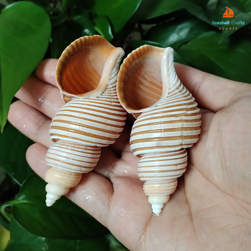 Large Vietnam Spindle Shell Aa - Home Decor Vietnam review and price