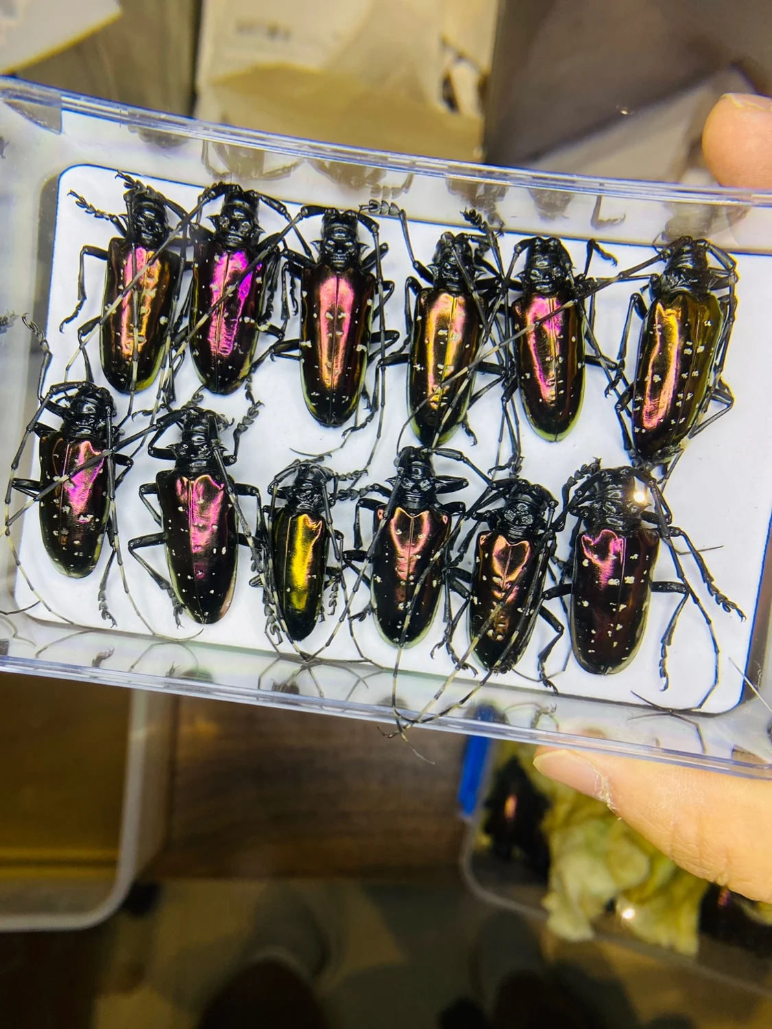 Vietnam Dicronorhina Debyana G - Home Decor Vietnam review and price